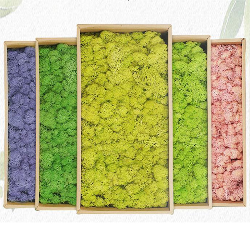 20g künstliche grüne Moos pfla – Sphagnum Moss Dry Bewertung und Preis