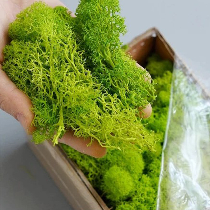 20g künstliche grüne Moos pfla – Sphagnum Moss Dry Bewertung und Preis