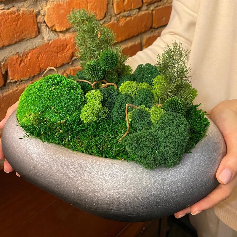 Künstliche grüne Moospflanzen  – Sphagnum Moss Dry Bewertung und Preis